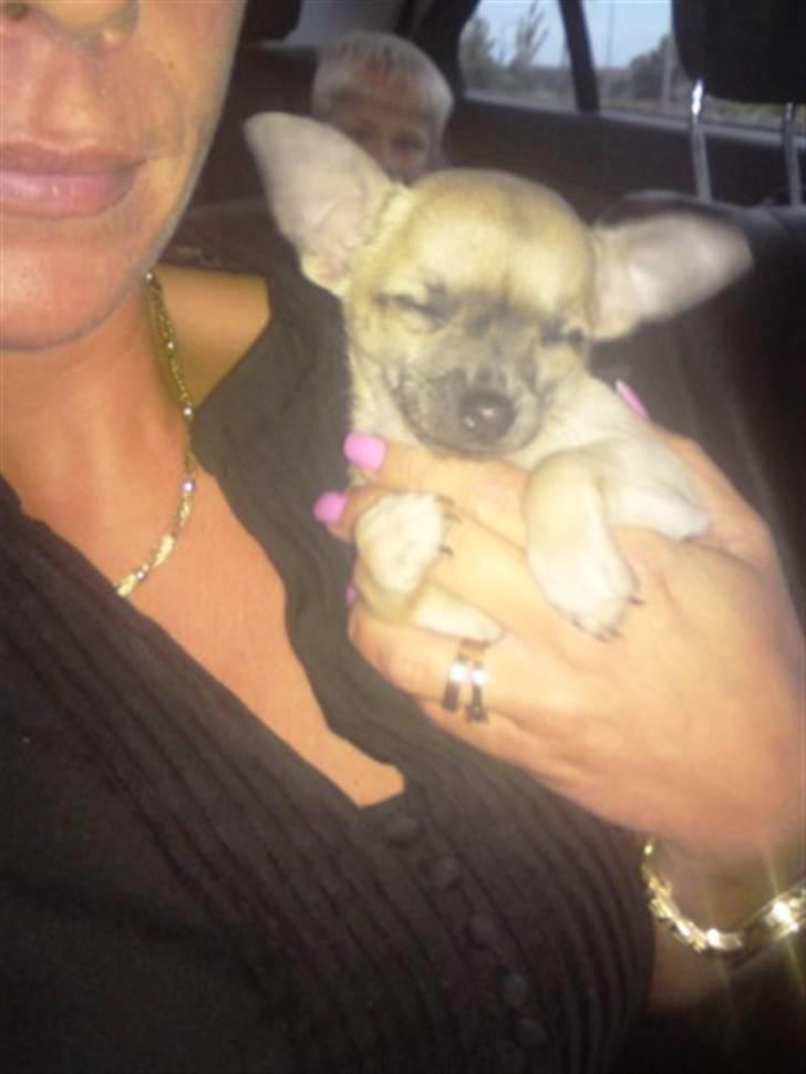 Chihuahua Mercedes billede 5