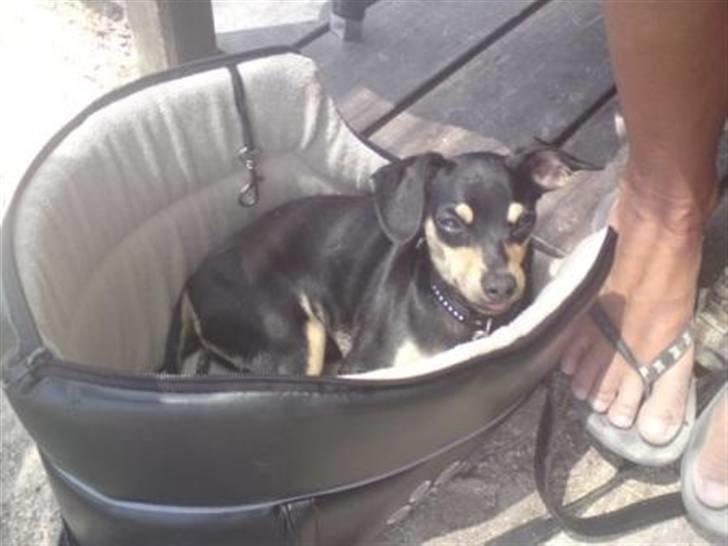 Blanding af racer Pomfrit billede 6