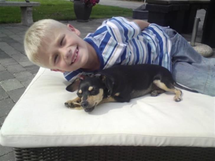 Blanding af racer Pomfrit billede 7