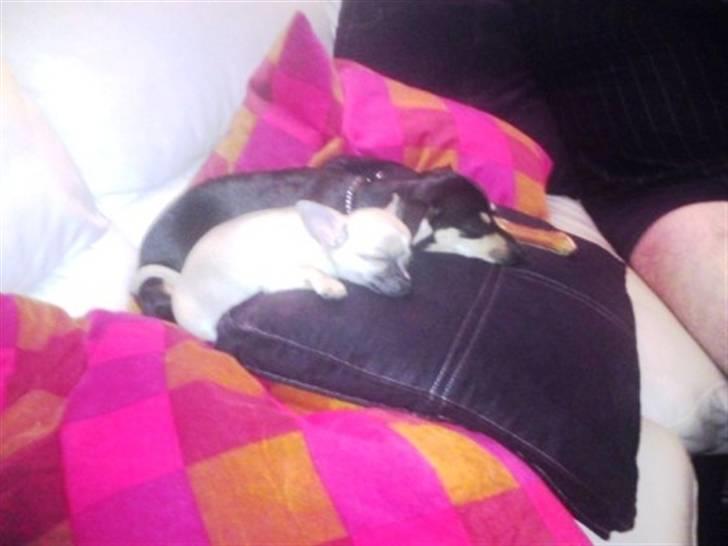 Blanding af racer Pomfrit billede 8