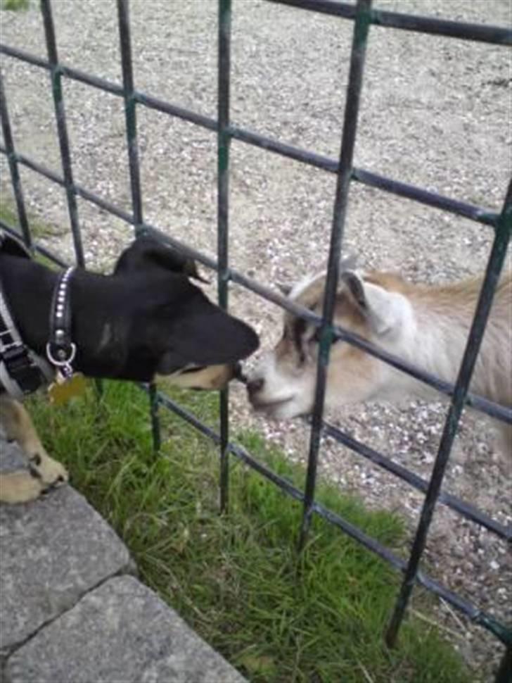 Blanding af racer Pomfrit billede 10