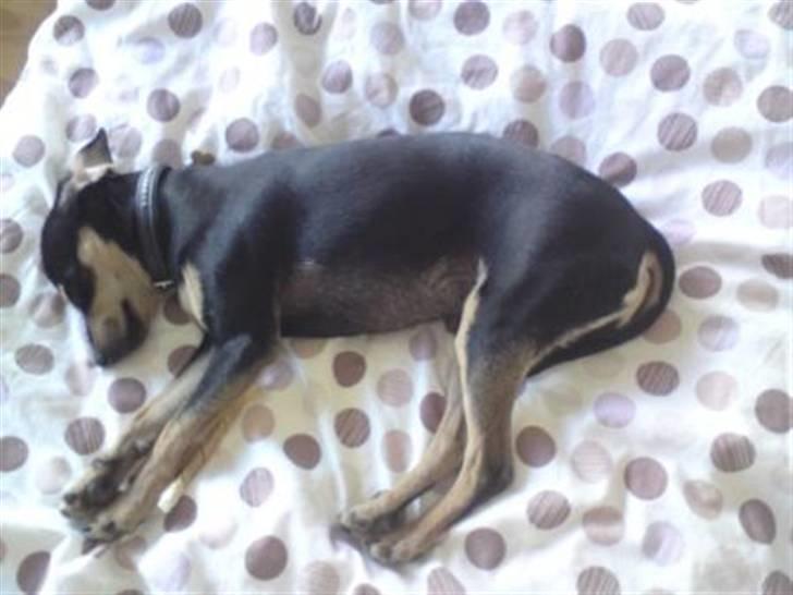 Blanding af racer Pomfrit billede 11