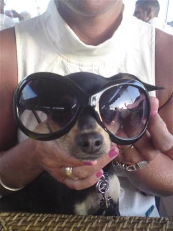 Blanding af racer Pomfrit billede 12