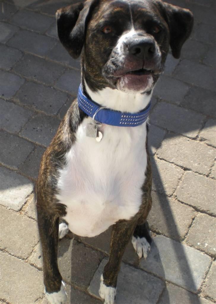 Blanding af racer Constantin billede 10