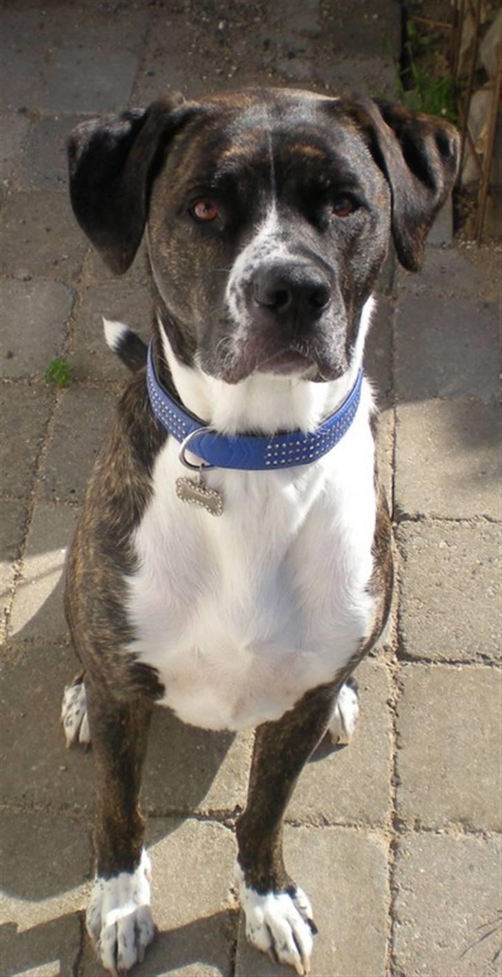 Blanding af racer Constantin billede 11