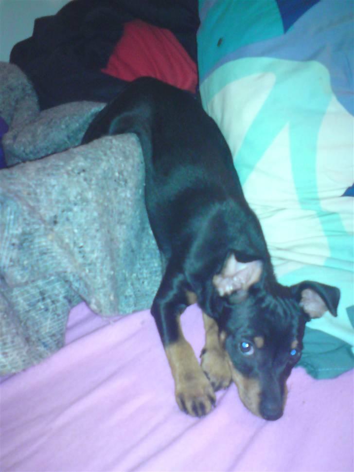 Engelsk toy terrier Tiescha billede 7