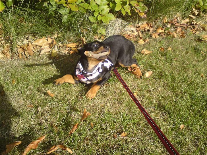 Engelsk toy terrier Tiescha billede 8