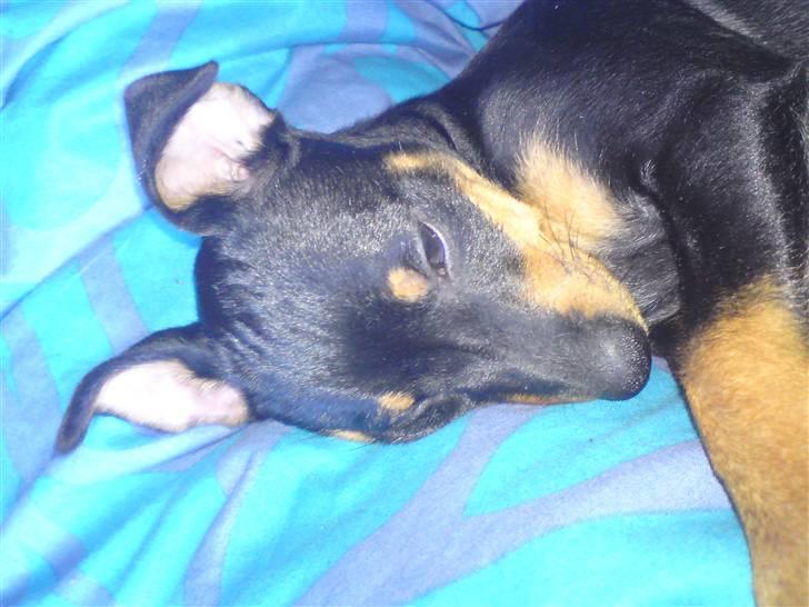 Engelsk toy terrier Tiescha billede 9