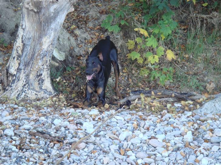 Dobermann Dalí - På stranden og lave ballade - sommer 2009 billede 14