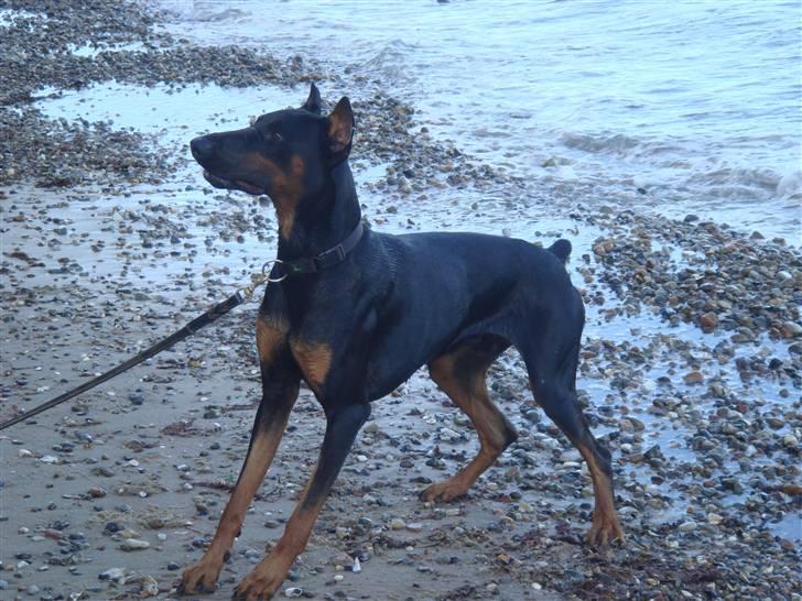 Dobermann Dalí billede 15