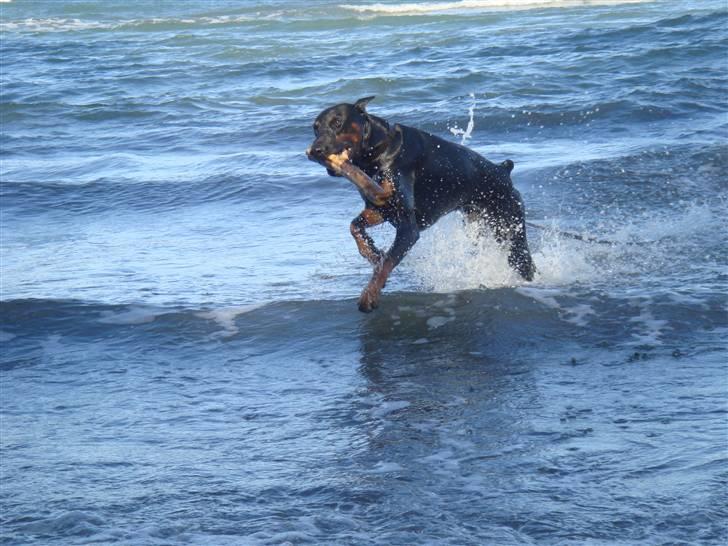 Dobermann Dalí - Sommer 09 - Elsker at bade billede 16