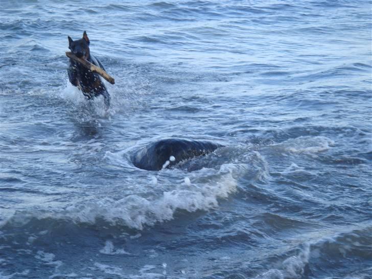 Dobermann Dalí - Sommer 09 - Elsker at bade billede 17