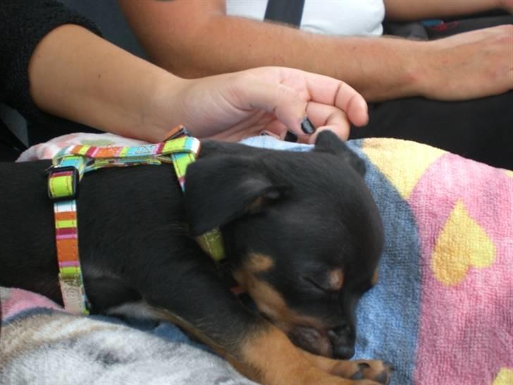 Blanding af racer king billede 2