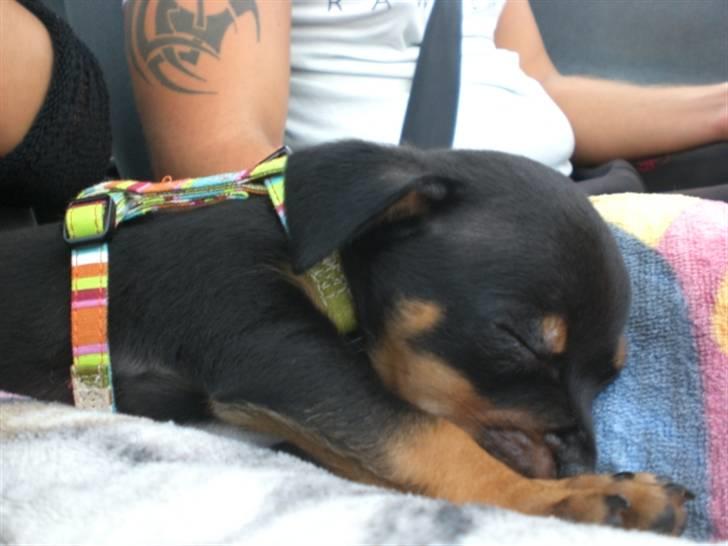 Blanding af racer king billede 3