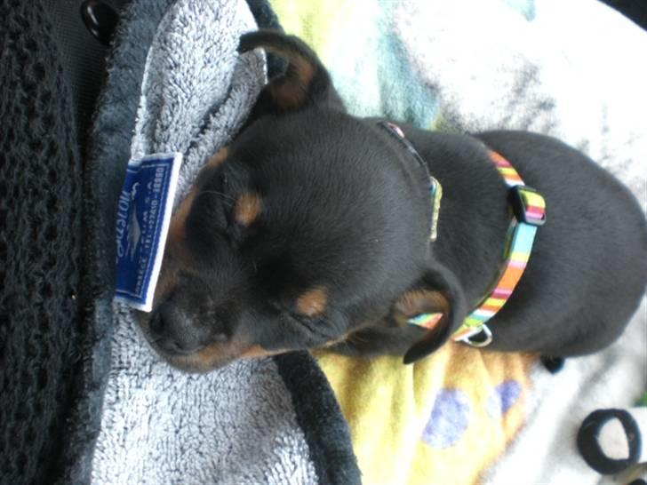 Blanding af racer king billede 4