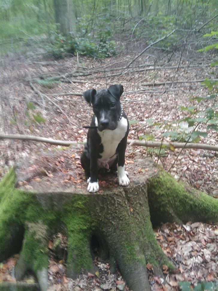 Amerikansk staffordshire terrier Chicco billede 17