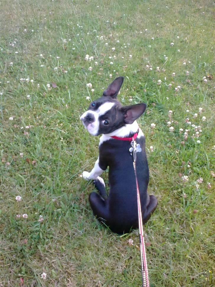 Boston terrier Albert billede 1