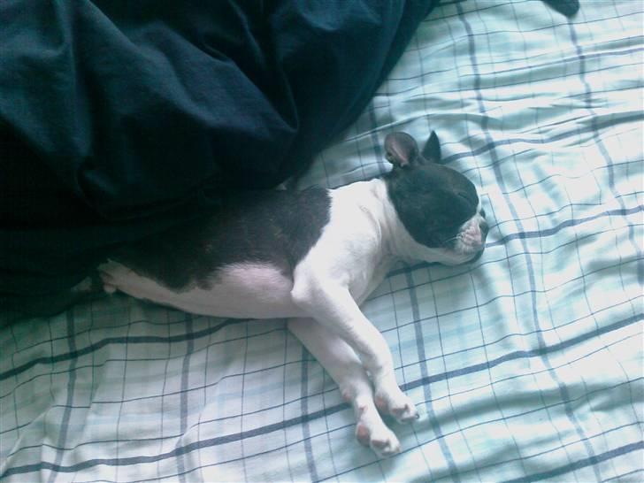 Boston terrier Albert billede 2