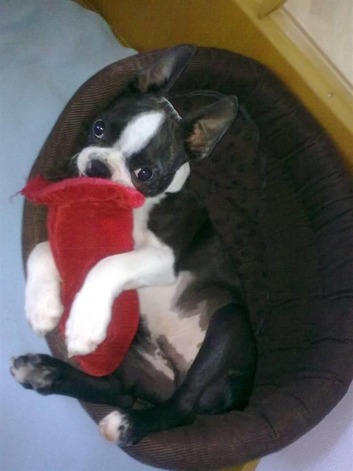 Boston terrier Albert billede 3