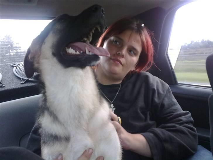 Blanding af racer Bassie (Solgt) billede 10