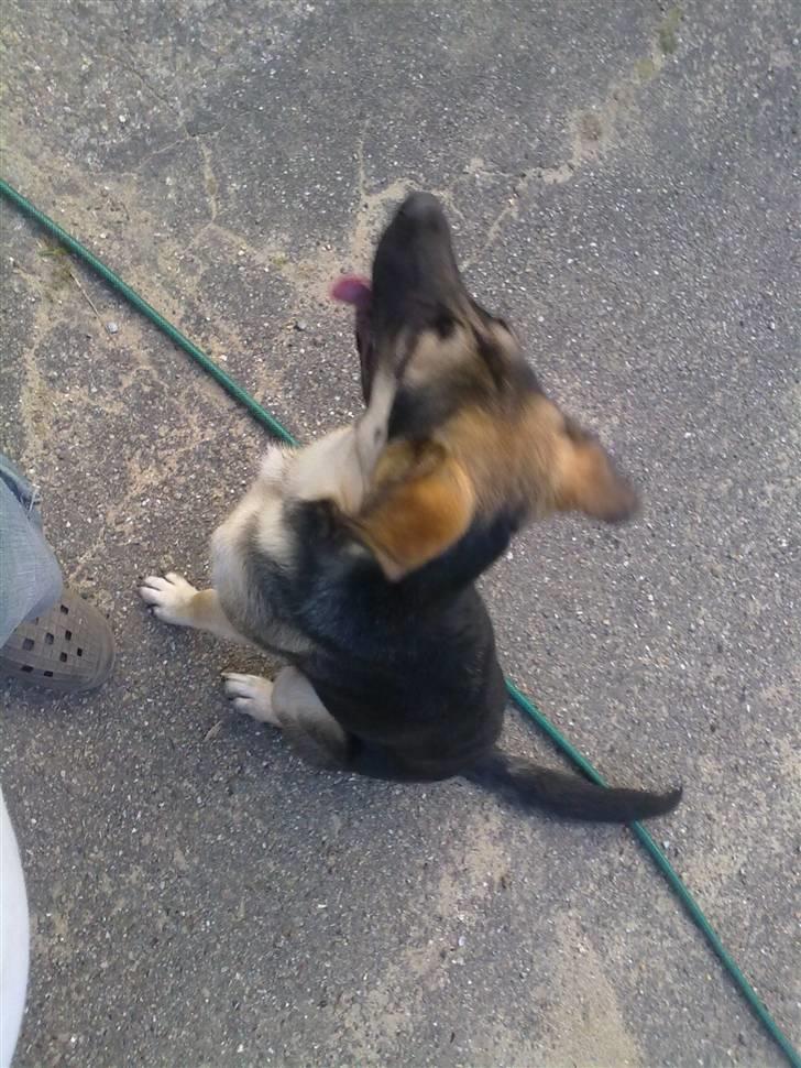 Blanding af racer Bassie (Solgt) billede 11