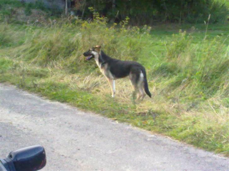 Blanding af racer Bassie (Solgt) billede 12