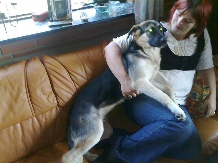 Blanding af racer Bassie (Solgt) billede 13