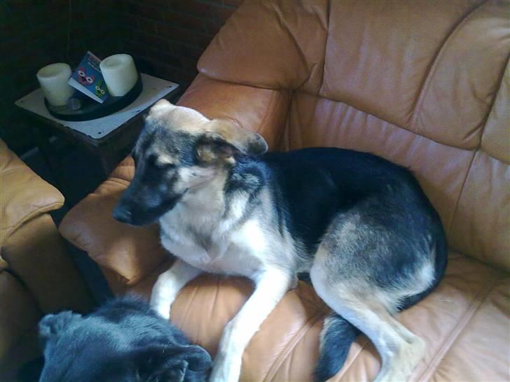 Blanding af racer Bassie (Solgt) billede 14