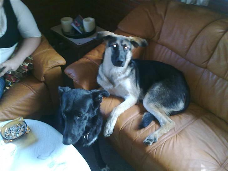 Blanding af racer Bassie (Solgt) billede 15