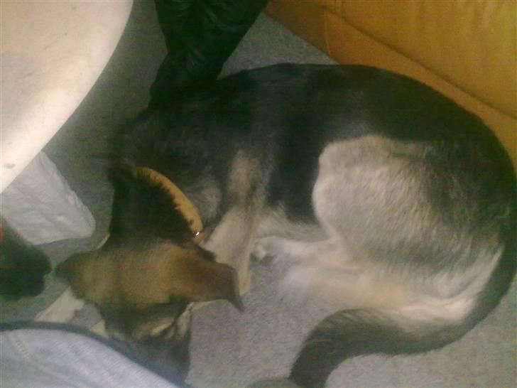 Blanding af racer Bassie (Solgt) billede 16