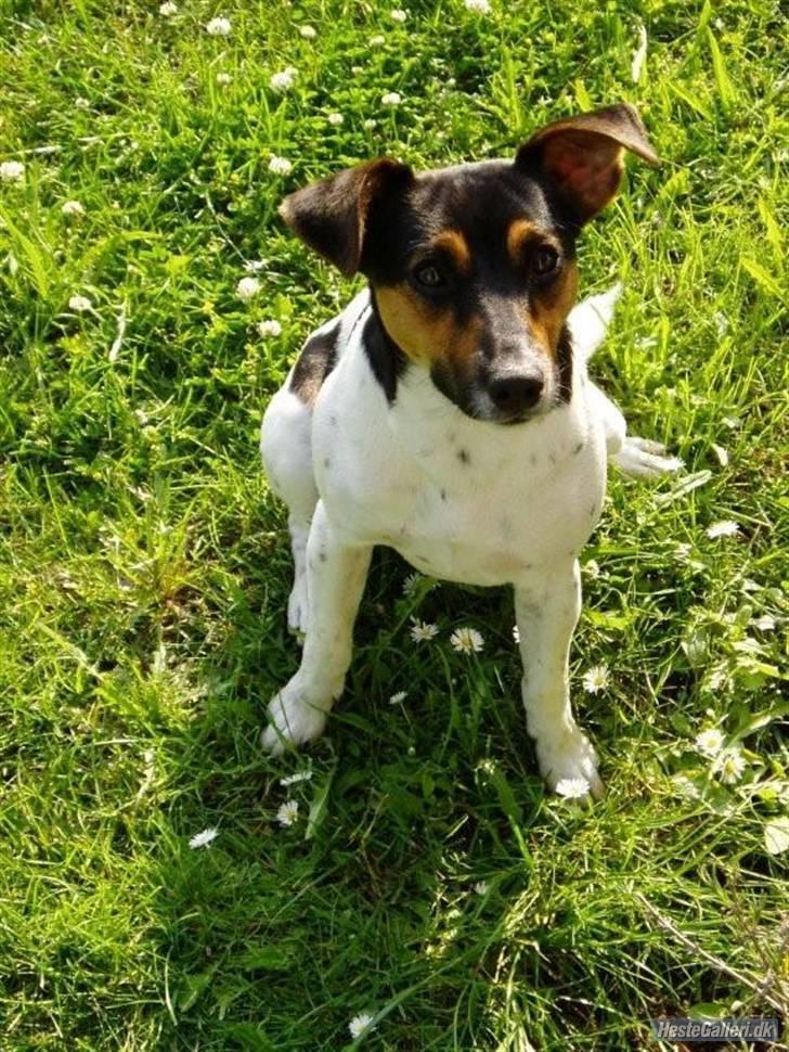 Dansk svensk gaardhund Victor * SOLGT! * :'( - Velkommen her hos Victor. I er velkomne til at skrive en lille kommentar til ham og en lille bedømmelse.. :b Så bliver vi glade. billede 1