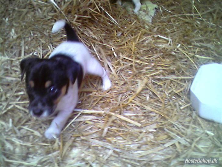 Dansk svensk gaardhund Victor * SOLGT! * :'( - Hos dem vi købte ham hos. Inden han var salgsklar :b det var bl.a. dette billede der var på salgs annoncen. billede 2