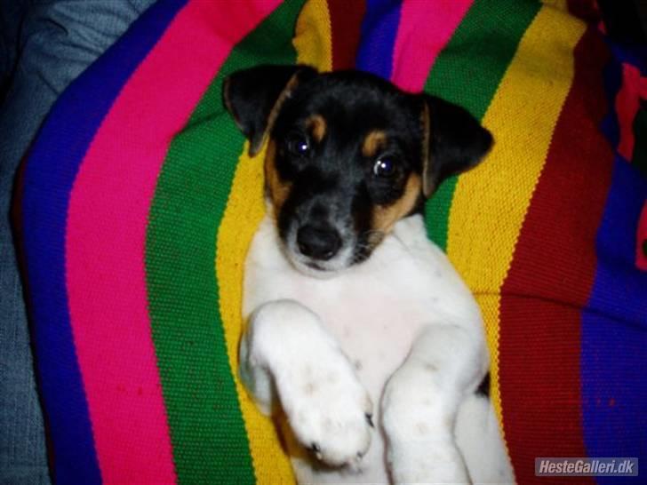 Dansk svensk gaardhund Victor * SOLGT! * :'( billede 3