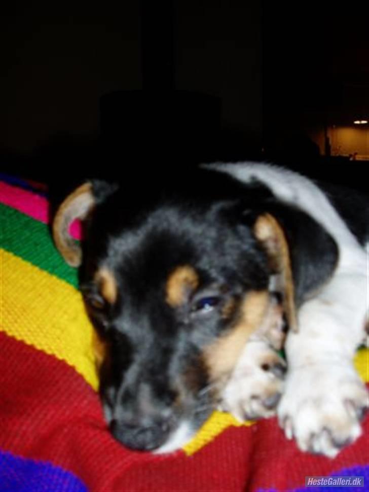 Dansk svensk gaardhund Victor * SOLGT! * :'( billede 4