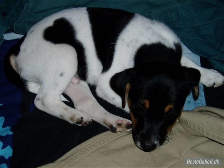 Dansk svensk gaardhund Victor * SOLGT! * :'( - Aftenen da han kom hjem. Så er man da også træt efter en dag hos sine nye ejere. billede 5