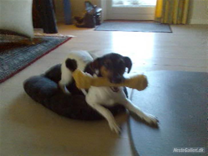 Dansk svensk gaardhund Victor * SOLGT! * :'( - Er det iik lidt stort lille put? <3 billede 6