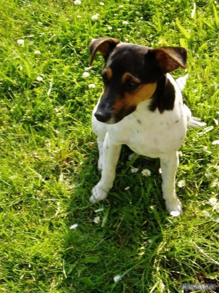 Dansk svensk gaardhund Victor * SOLGT! * :'( billede 7