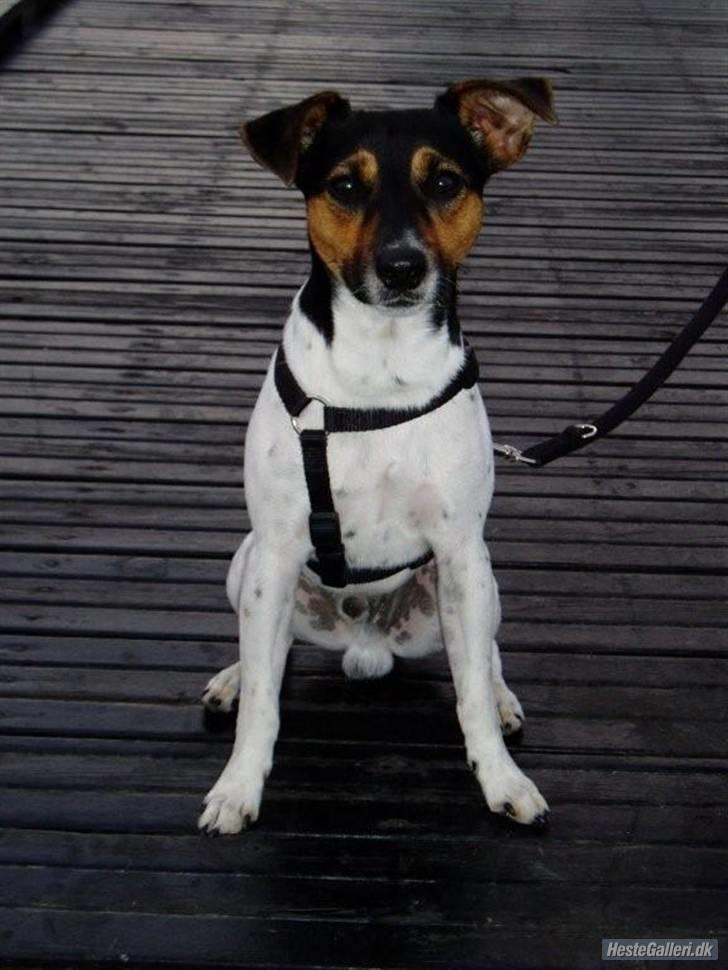 Dansk svensk gaardhund Victor * SOLGT! * :'( billede 8