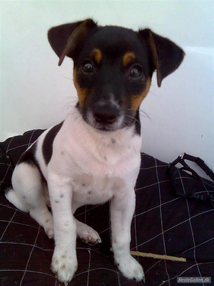 Dansk svensk gaardhund Victor * SOLGT! * :'( - Så er man med ude og sejle i båden :b billede 9