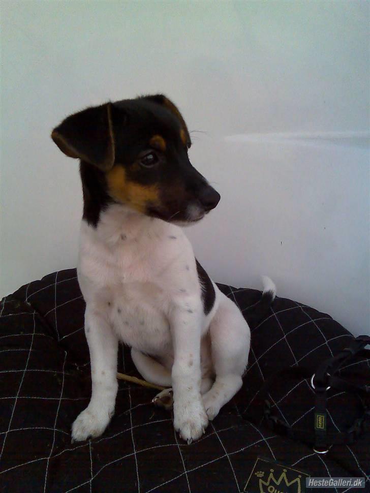 Dansk svensk gaardhund Victor * SOLGT! * :'( billede 10