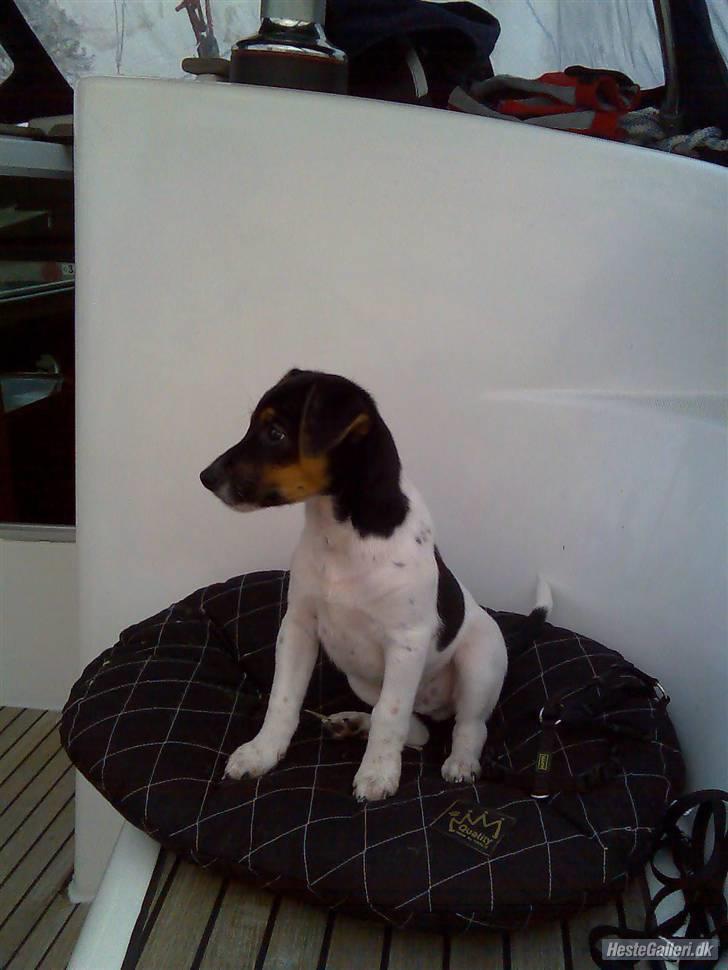 Dansk svensk gaardhund Victor * SOLGT! * :'( billede 11