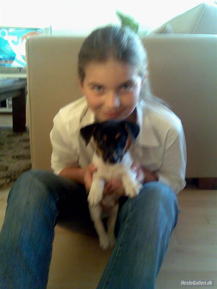 Dansk svensk gaardhund Victor * SOLGT! * :'( - Dagen efter han kom hjem :b Sammen med mig :b Det er nogle år siden kan man se :b billede 12