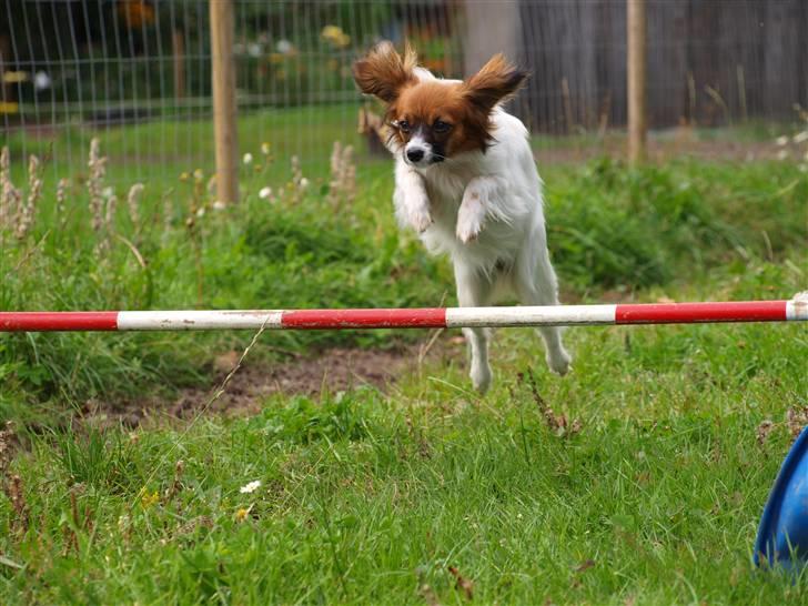 Phalene bella  *Chéri* billede 18