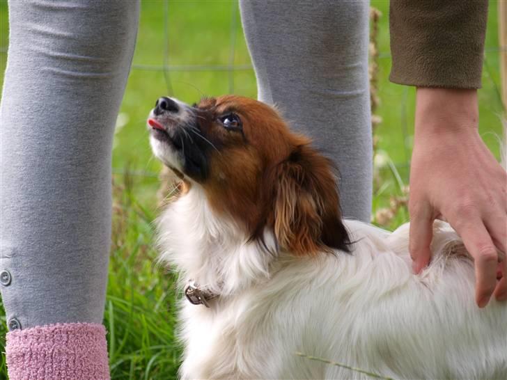 Phalene bella  *Chéri* billede 19