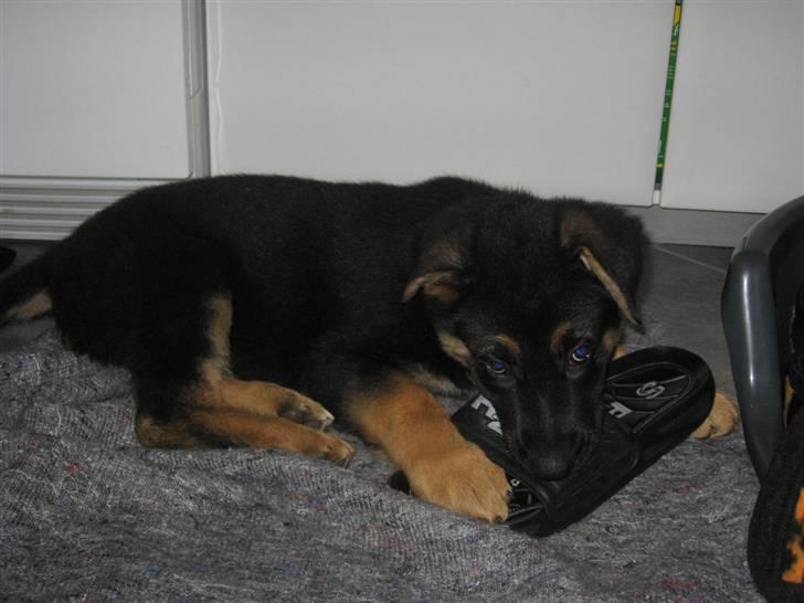 Schæferhund Kenzo billede 20