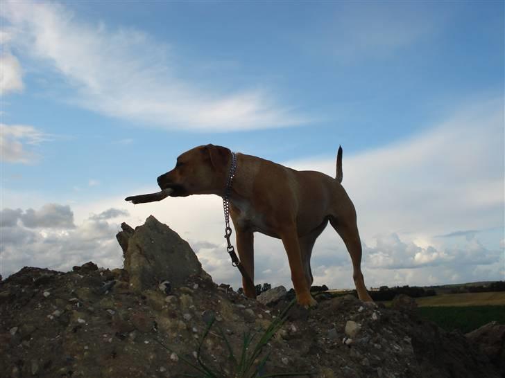 Blanding af racer gaja - se hvor stor jeg er... billede 9