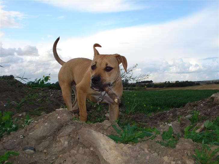 Blanding af racer gaja billede 10