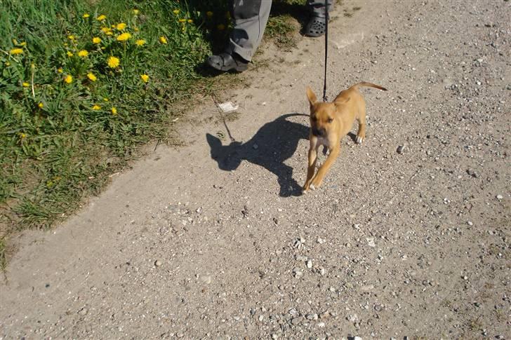 Blanding af racer gaja - så er jeg ved at lære at gå i snor men jeg vil hellere løbe end gå billede 11