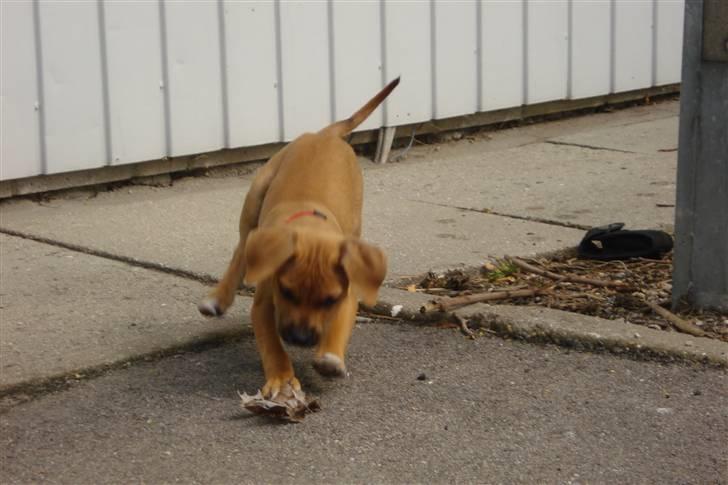 Blanding af racer gaja - blade er det sjoveste at lege med billede 12