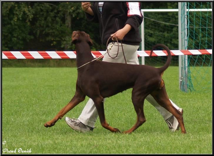 Dobermann Serbian Star V Masterhof - Gribskov billede 8